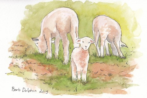 Northam Lambs <BR>7x5 <BR>$25