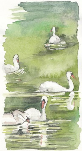 Swans <BR>8x4½ <BR>$25