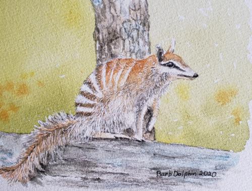 Numbat (SOLD)