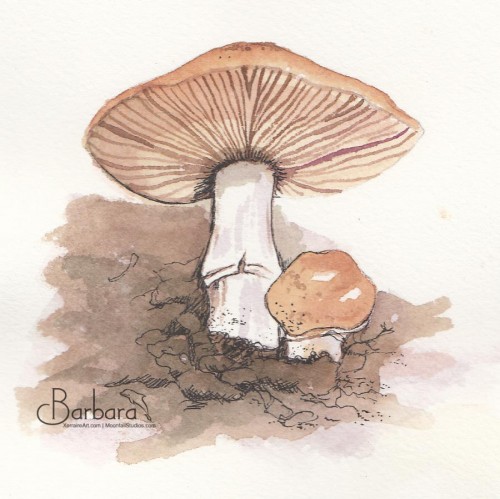 Mushroom with Pen and Ink<BR>4½x4½<BR>$20