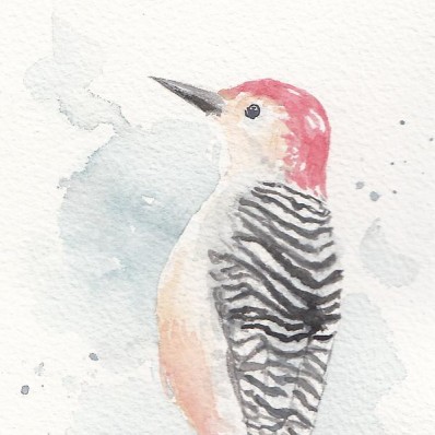 Red Bellied Woodpecker <BR>5x6 <BR>$25