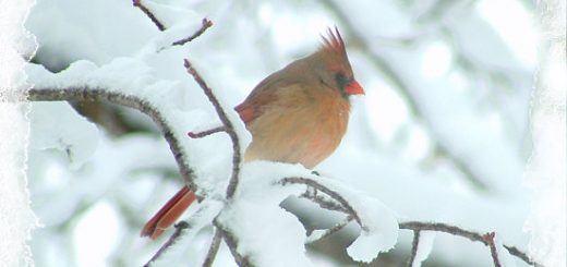 Cardinal in snow