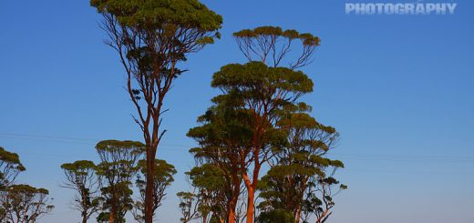 road trip with salmon gums