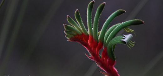 Kangaroo Paw