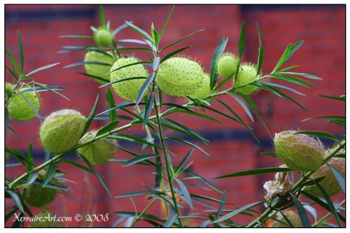 prickley