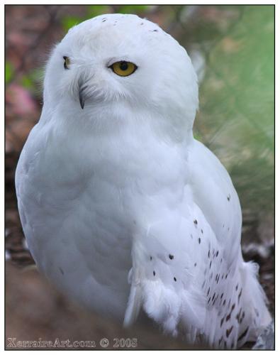 snowyowl