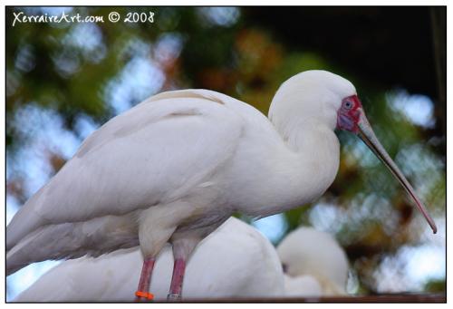 spoonbill