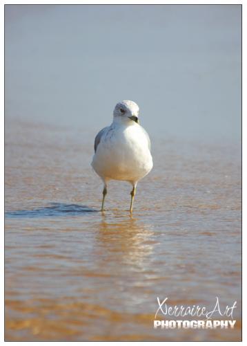 wading