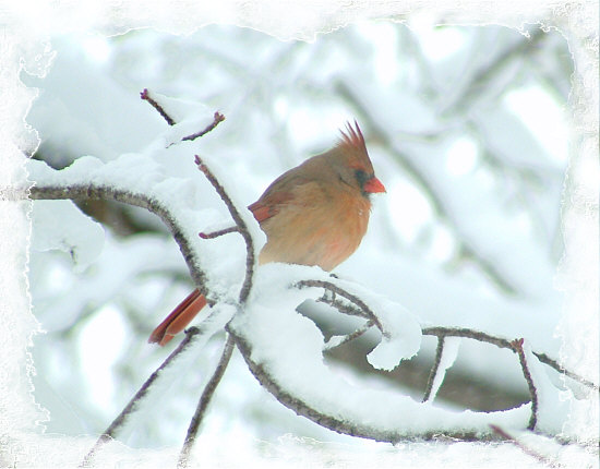 the cardinal comes to the feeder hungry in the cold snow