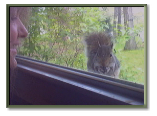 Barb at the Squirrel at the Window