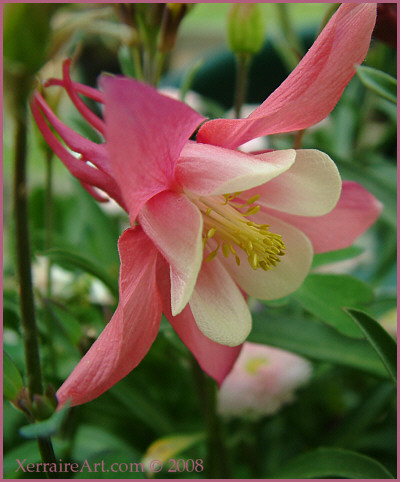 Columbine