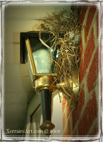 Robin's nest in the front porch light