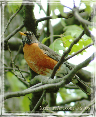 Robin watching from a tree branch