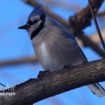 blue jay bird in a tree