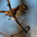 sparrow bird