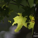 Leaf and light