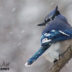 Blue Jay in a blizzard