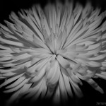 Mums the word. Photograph in black adn white of a mum