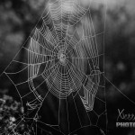spiderweb in black and white