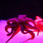 Octopus in Perth's Aqwa