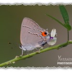 Grey Hairstreak butterfly in Maryland