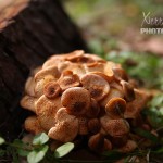 Fungus in Harpers Ferry