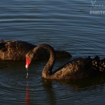 Black Swans of Lake Monger