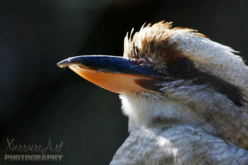 Kookaburra at Caversham Wildlife Preserve