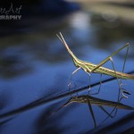grasshopper and its reflection