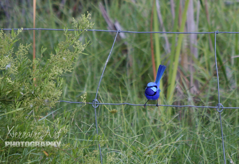 Blue Fairy Wren