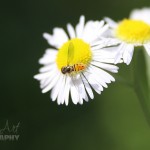 Bug on a daisy