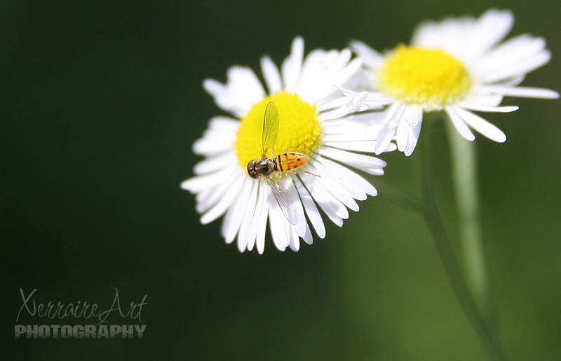 Bug on a Daisy Flower