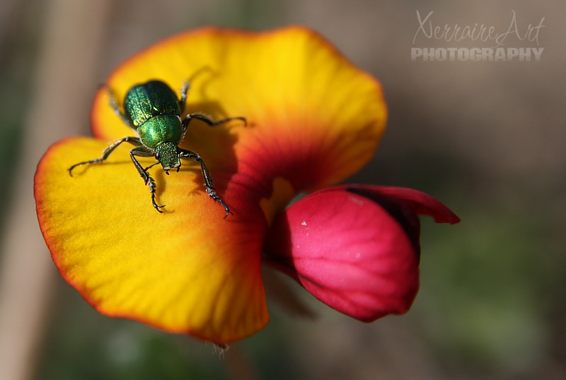 Beetle on a Pea Flower