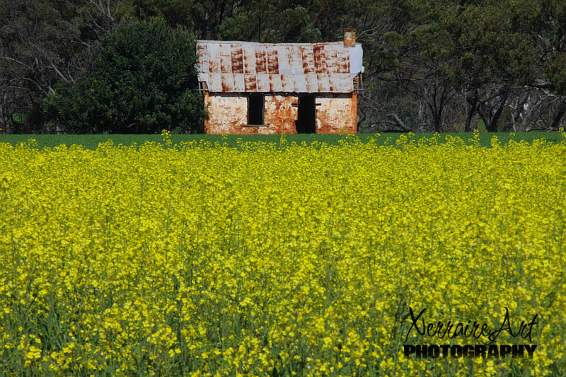 Old house with canola field
