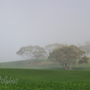 Barb's Photography Gum Trees in the Fog
