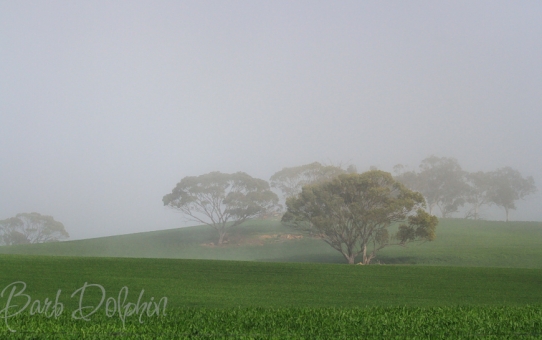 Gum Trees in the Fog