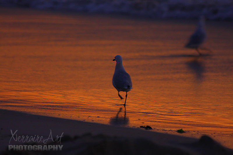 Sunset on the Gull