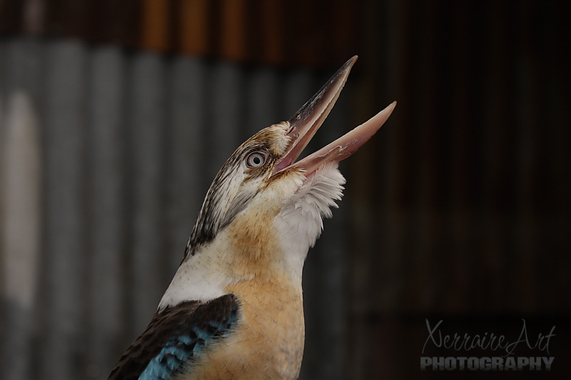 Laughing Kookaburra