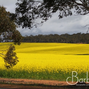Canola Fields of Western Australia