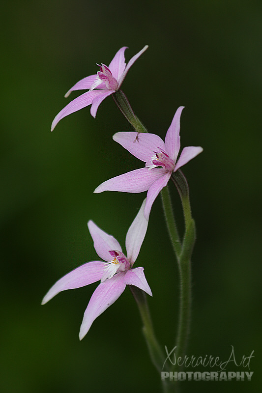 Pink Fairy Orchids are For Lovers