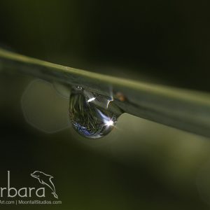 raindrop on the acacial leaf
