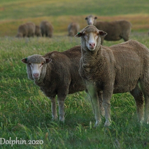 Wongan Hills Sheep