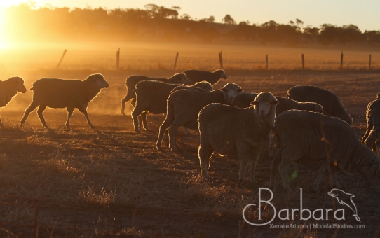 Beverley Sheep at Sundown