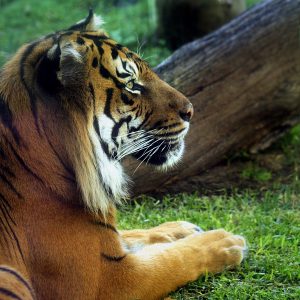 Tiger at Perth Zoo