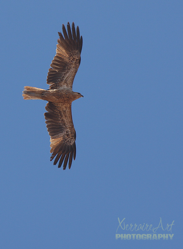 Kite Flying Overhead
